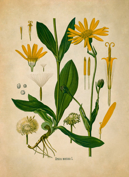 Mountain Arnica Plant Botanical Illustration Print, MOBO12