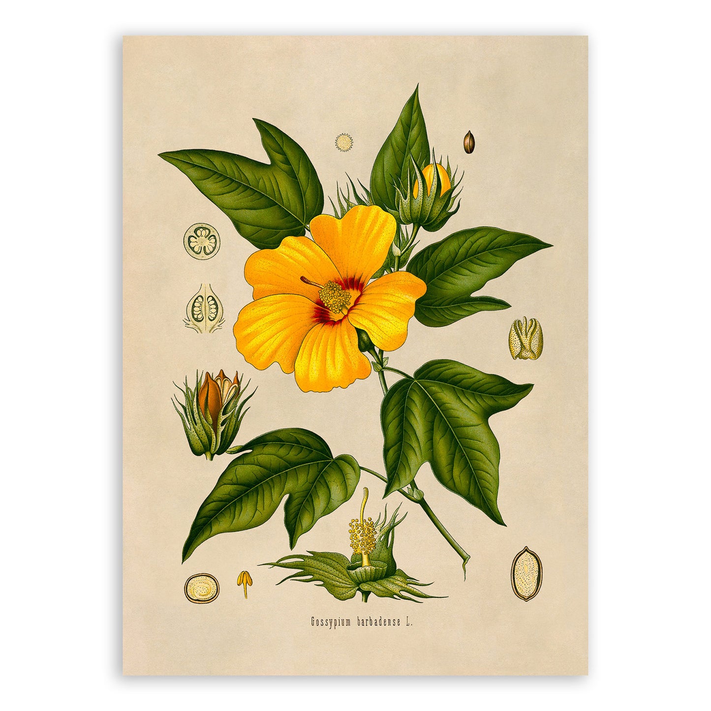 Cotton Plant Botanical Illustration Print, MOBO130