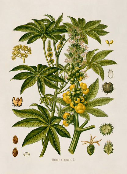 Castor Bean Plant Botanical Illustration Print, MOBO132