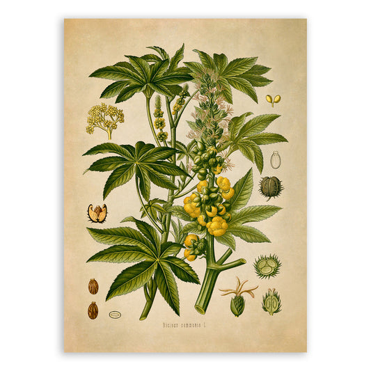 Castor Bean Plant Botanical Illustration Print, MOBO132