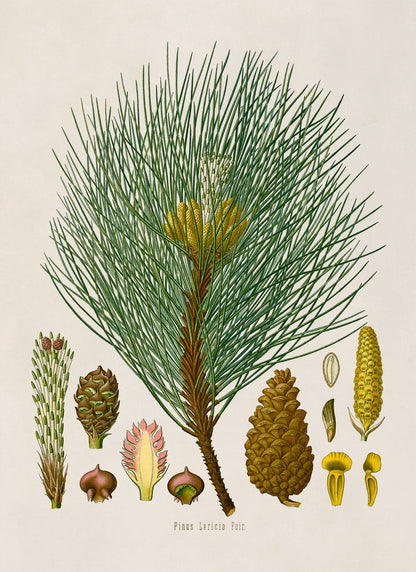 European Black Pine Tree Botanical Illustration Print, MOBO133