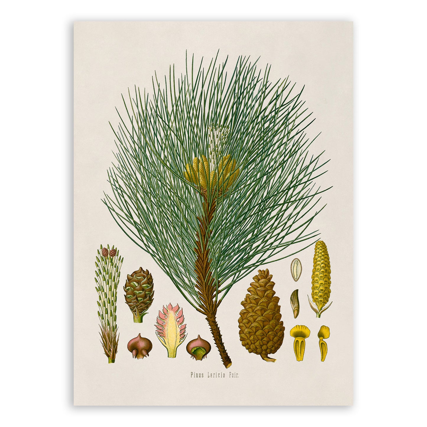 European Black Pine Tree Botanical Illustration Print, MOBO133