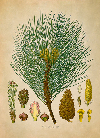 European Black Pine Tree Botanical Illustration Print, MOBO133