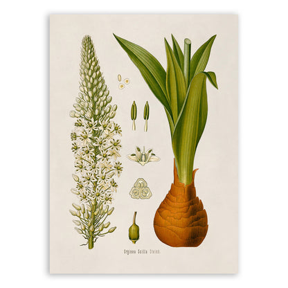 Squill Plant Botanical Illustration Print, MOBO134