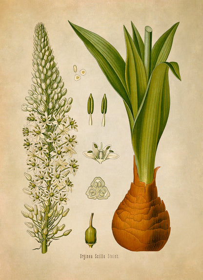 Squill Plant Botanical Illustration Print, MOBO134