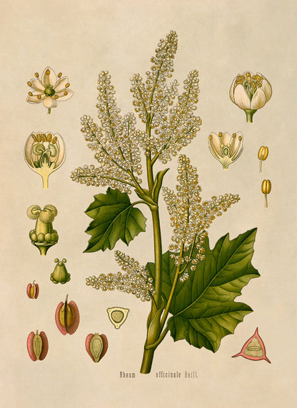 Chinese Rhubarb Plant Botanical Illustration Print, MOBO135