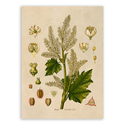 Chinese Rhubarb Plant Botanical Illustration Print, MOBO135