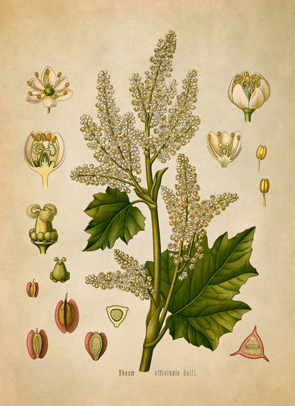 Chinese Rhubarb Plant Botanical Illustration Print, MOBO135