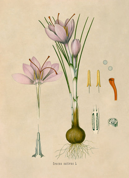 Saffron Crocus Plant Botanical Illustration Print, MOBO136