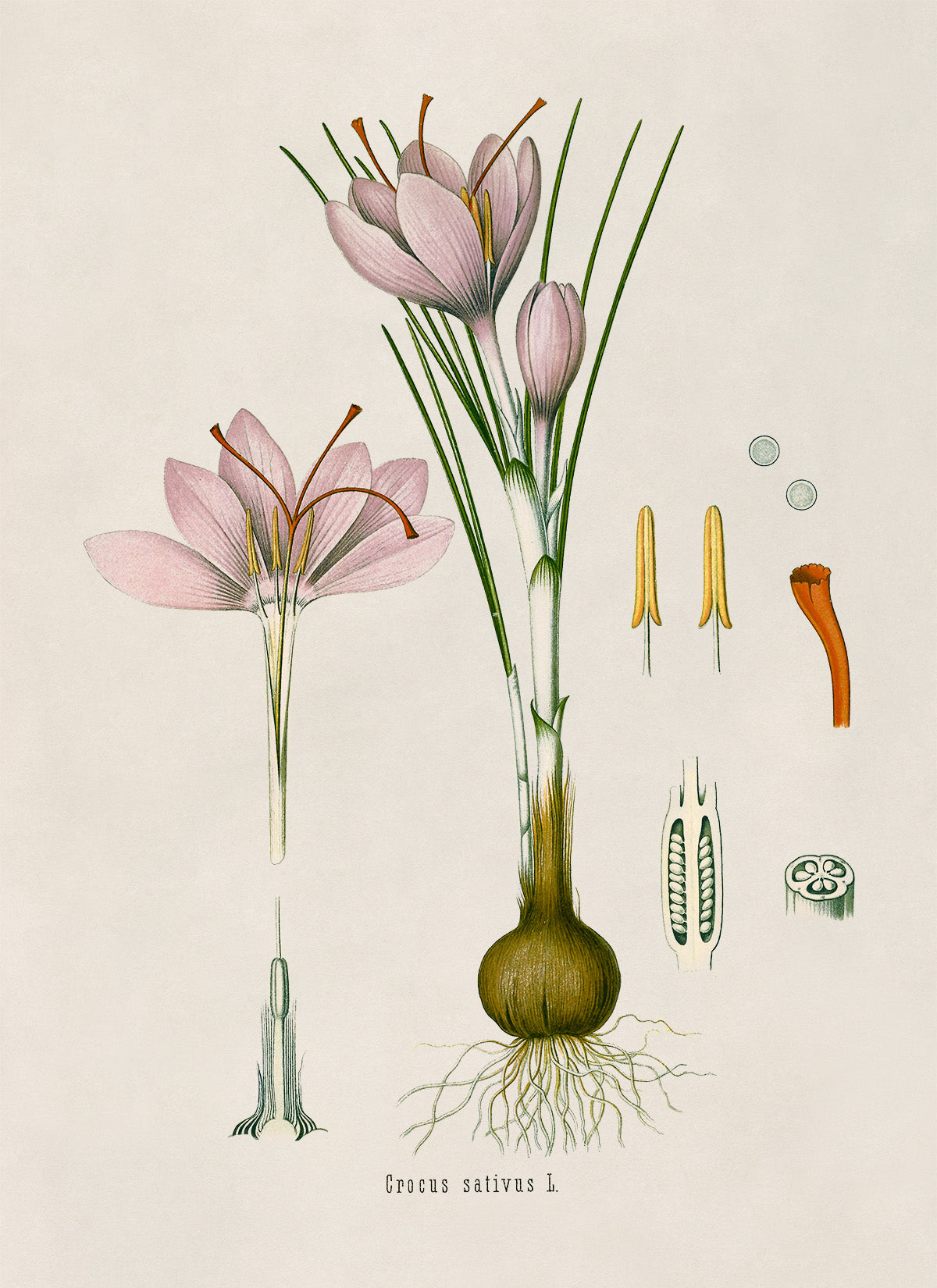 Saffron Crocus Plant Botanical Illustration Print, MOBO136