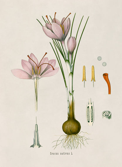 Saffron Crocus Plant Botanical Illustration Print, MOBO136