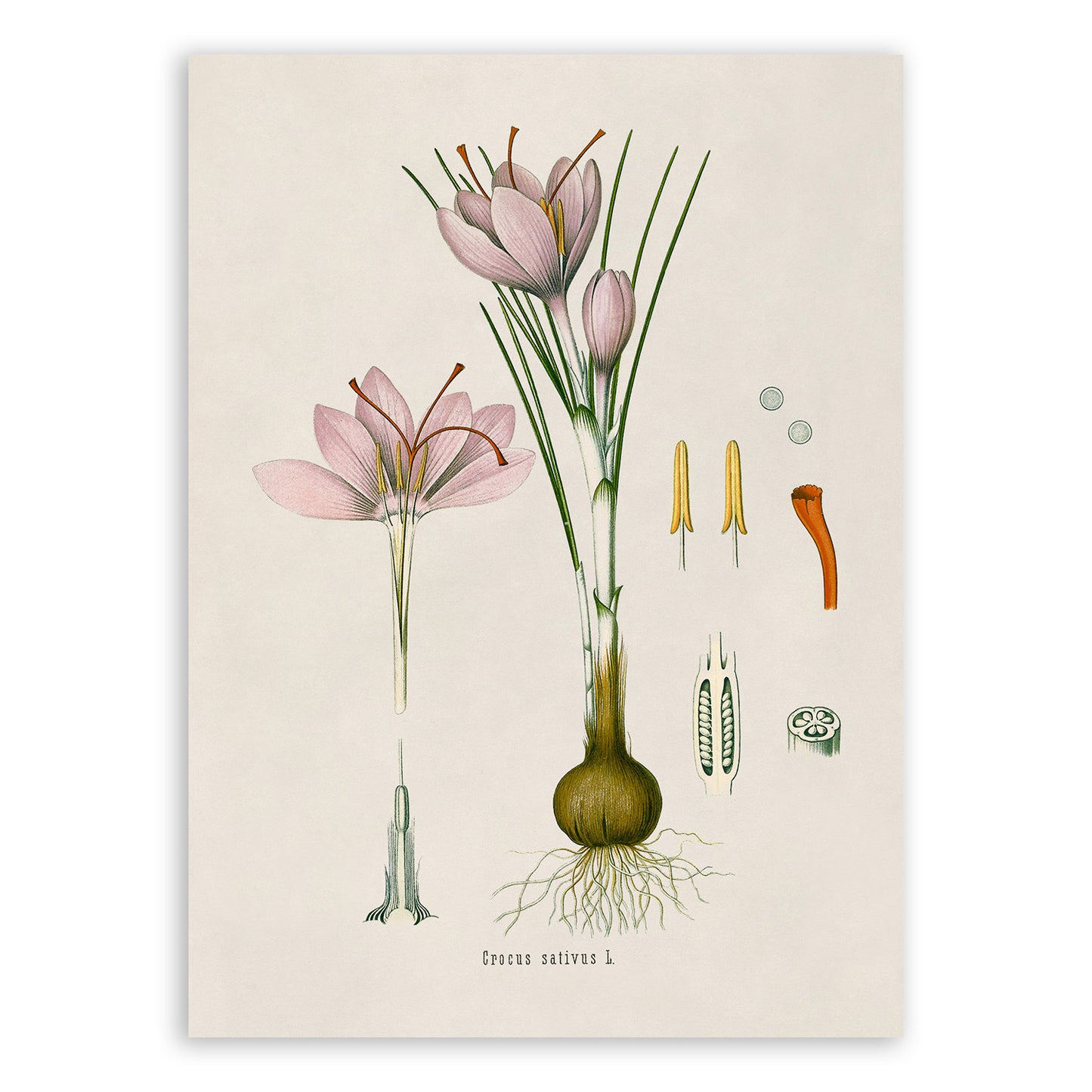 Saffron Crocus Plant Botanical Illustration Print, MOBO136