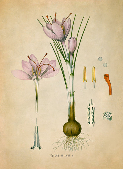 Saffron Crocus Plant Botanical Illustration Print, MOBO136