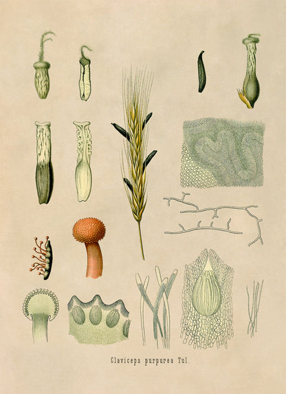 Ergot Fungus Botanical Illustration Print, MOBO137