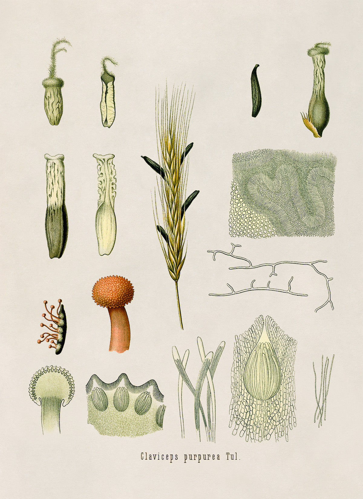 Ergot Fungus Botanical Illustration Print, MOBO137