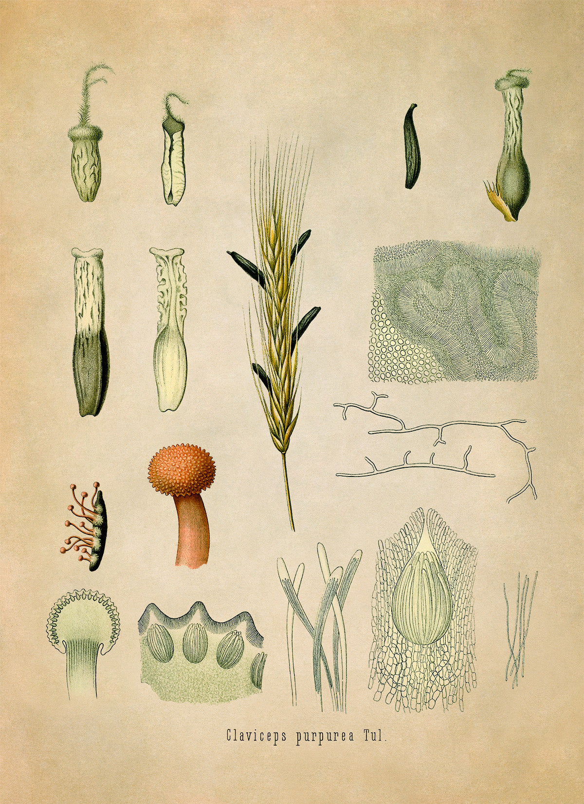 Ergot Fungus Botanical Illustration Print, MOBO137