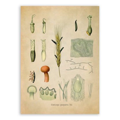 Ergot Fungus Botanical Illustration Print, MOBO137