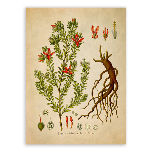 Peruvian Rhatany Botanical Illustration Print, MOBO138