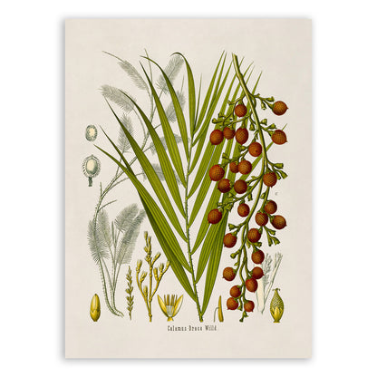 Dragons Blood Plant Botanical Illustration Print, MOBO139