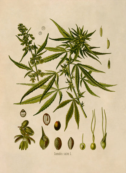 Marijuana Plant Botanical Illustration Print, MOBO13