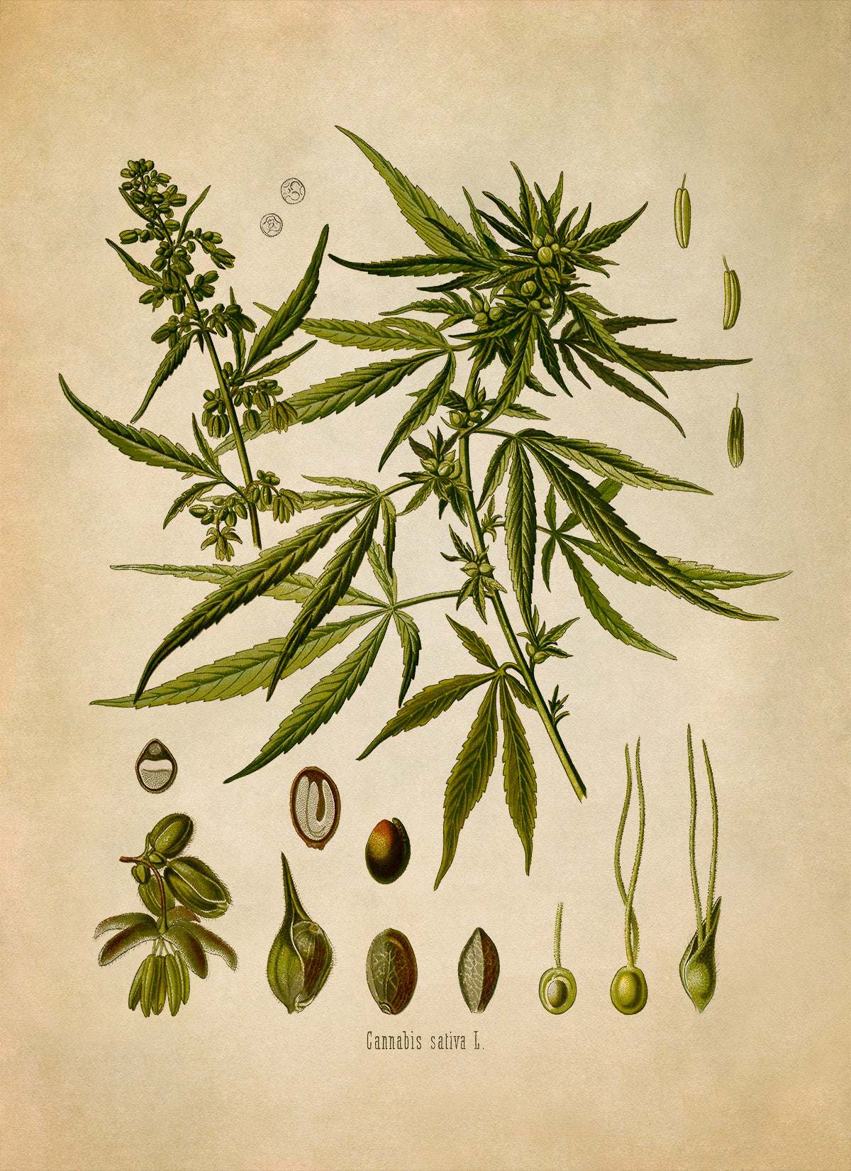 Marijuana Plant Botanical Illustration Print, MOBO13