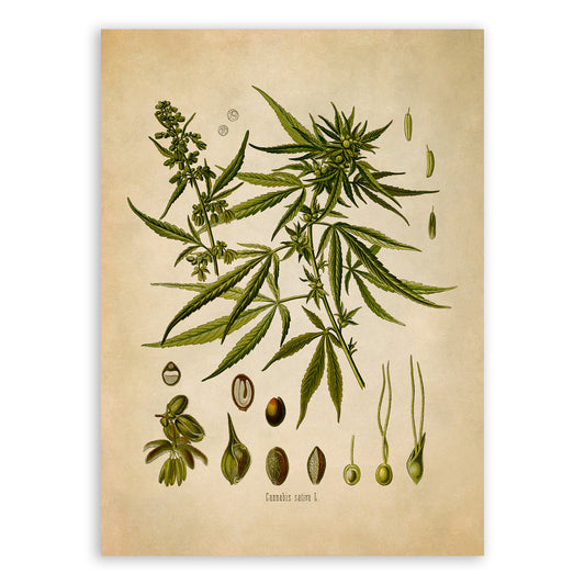 Marijuana Plant Botanical Illustration Print, MOBO13