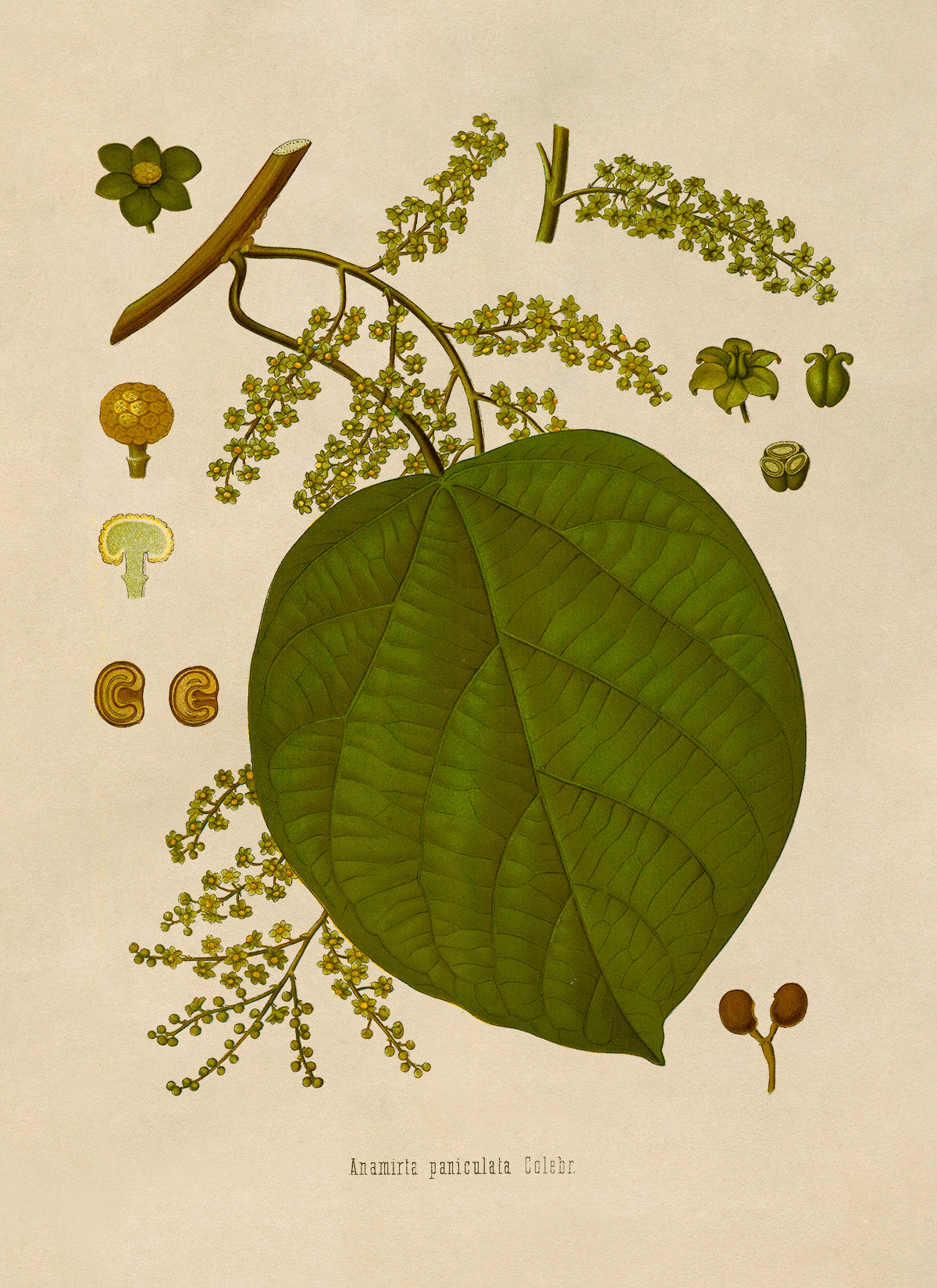 Indian Berry Plant Botanical Illustration Print, MOBO140