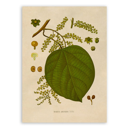 Indian Berry Plant Botanical Illustration Print, MOBO140