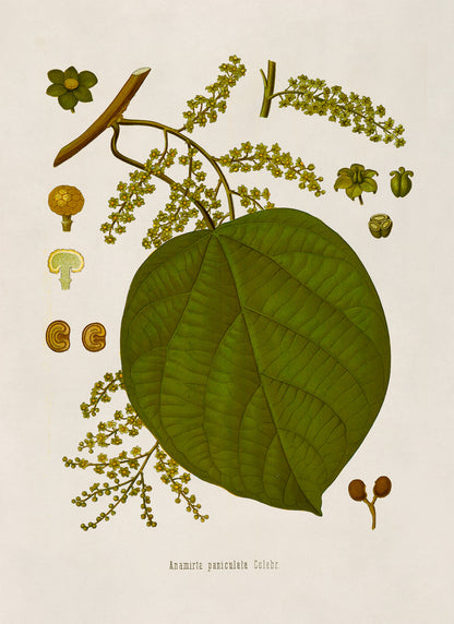 Indian Berry Plant Botanical Illustration Print, MOBO140