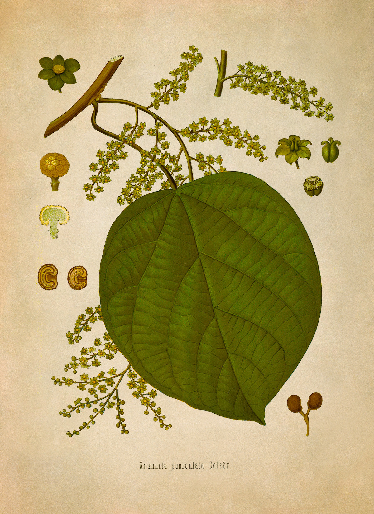 Indian Berry Plant Botanical Illustration Print, MOBO140