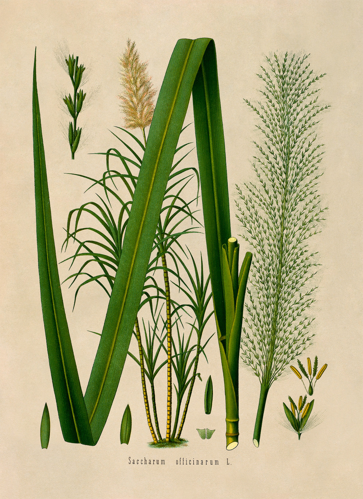 Sugarcane Plant Botanical Illustration Print, MOBO141