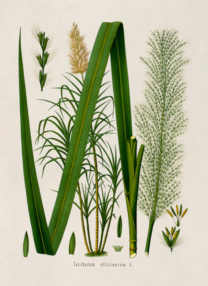 Sugarcane Plant Botanical Illustration Print, MOBO141