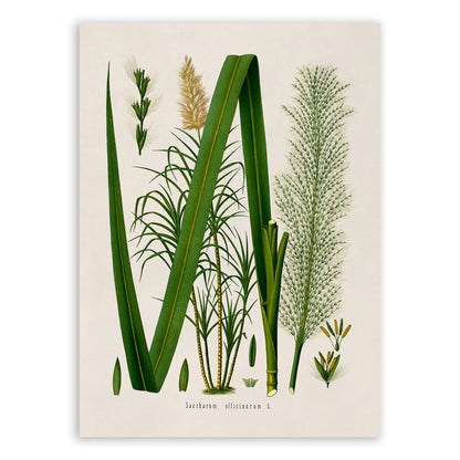 Sugarcane Plant Botanical Illustration Print, MOBO141