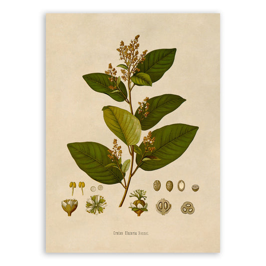 Cascarilla Plant Botanical Illustration Print, MOBO142