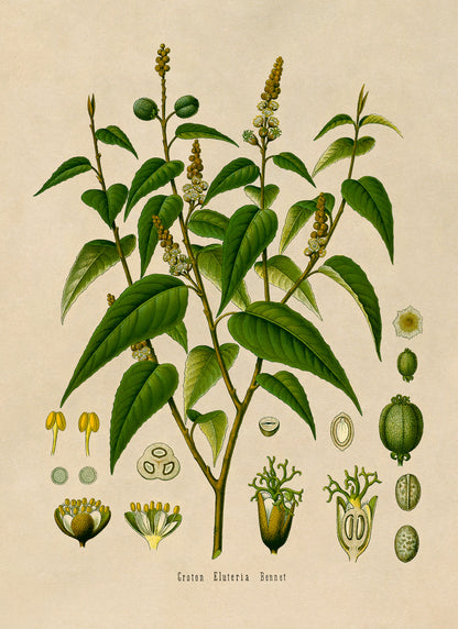 Croton Eluteria Plant Botanical Illustration Print, MOBO143