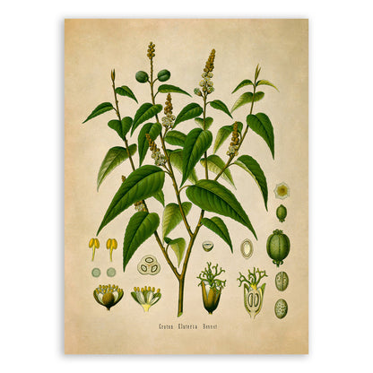 Croton Eluteria Plant Botanical Illustration Print, MOBO143