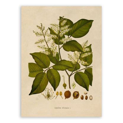 Diesel Tree Botanical Illustration Print, MOBO144