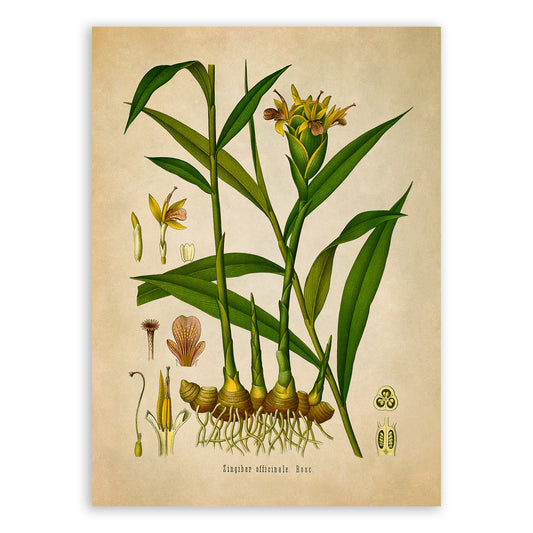 Ginger Plant Botanical Illustration Print, MOBO145