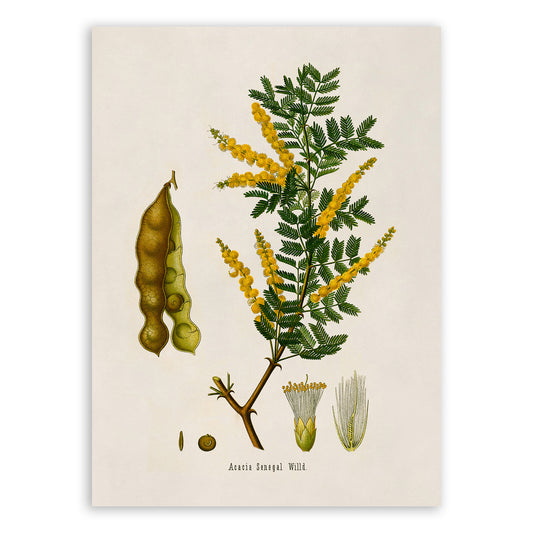 Gum Acacia Plant Botanical Illustration Print, MOBO146