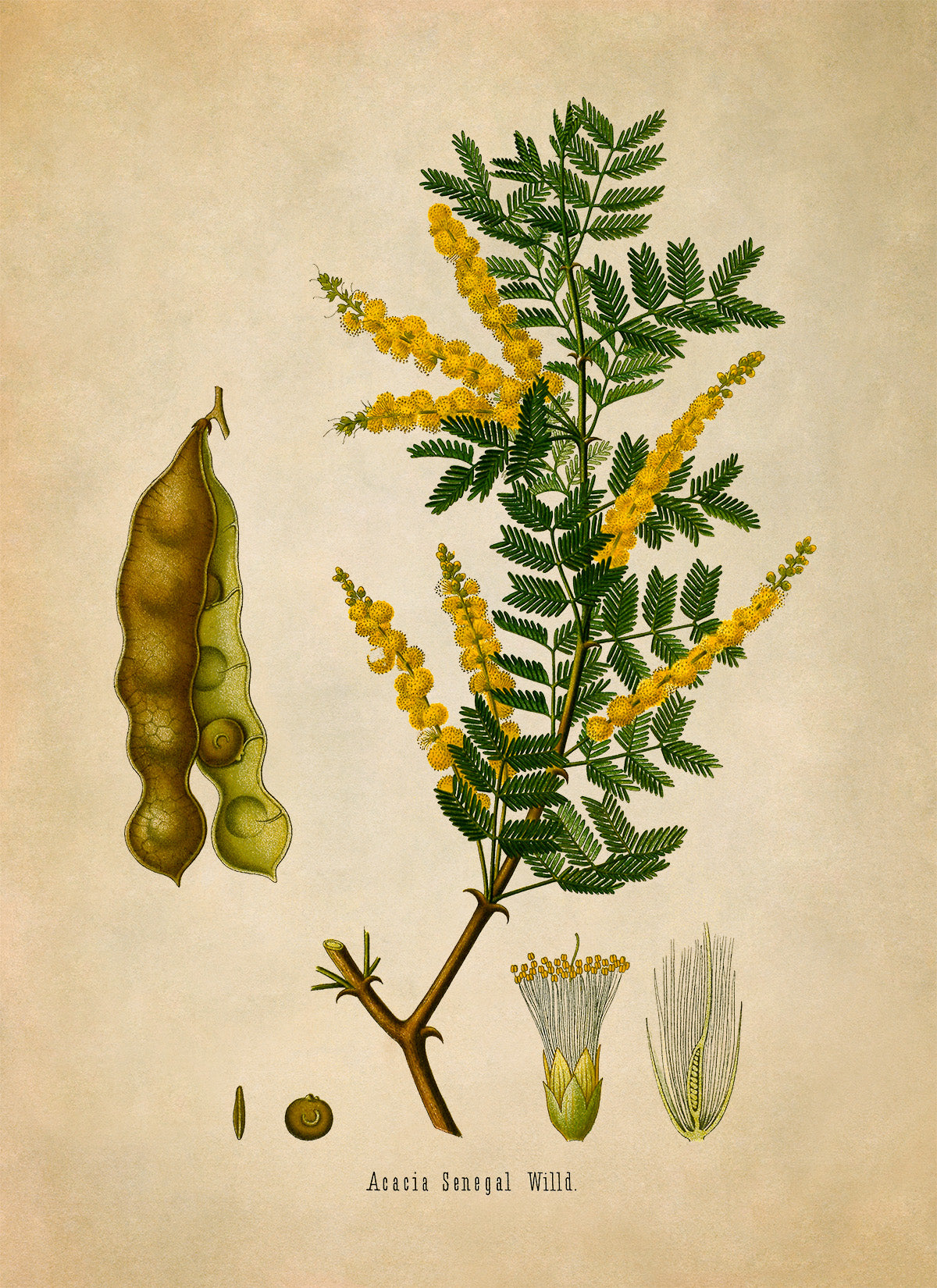 Gum Acacia Plant Botanical Illustration Print, MOBO146