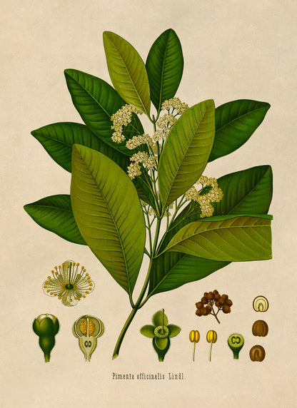 Allspice Plant Botanical Illustration Print, MOBO147