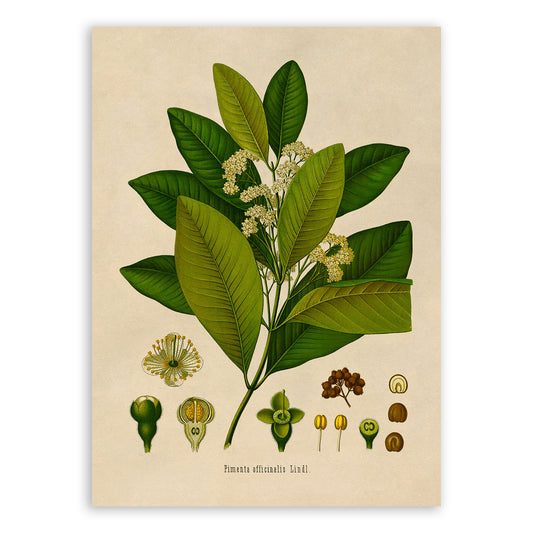 Allspice Plant Botanical Illustration Print, MOBO147