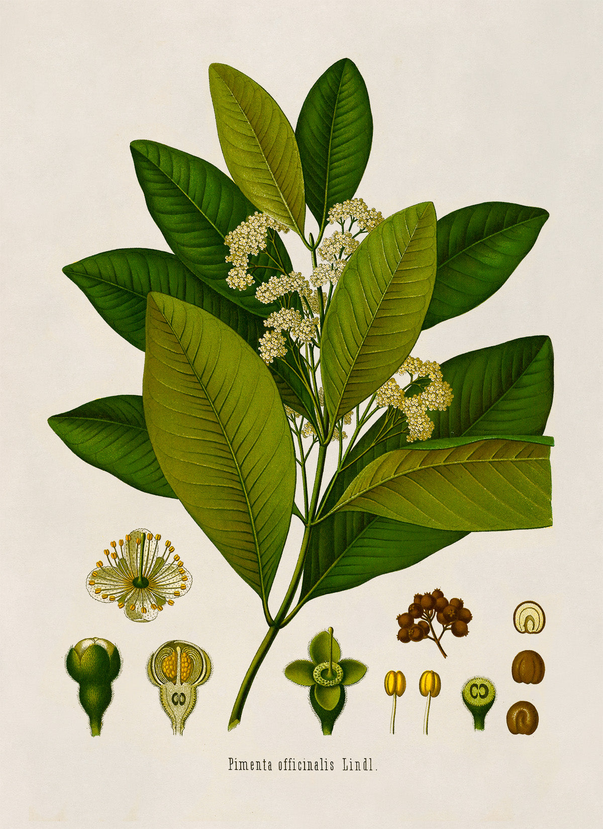 Allspice Plant Botanical Illustration Print, MOBO147