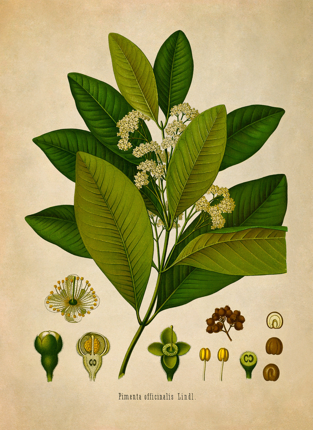 Allspice Plant Botanical Illustration Print, MOBO147