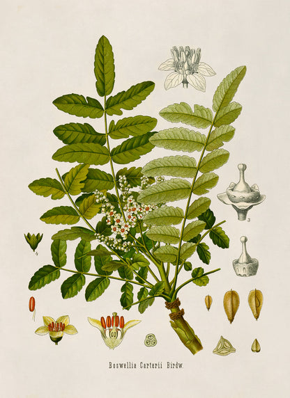 Frankincense Tree Botanical Illustration Print, MOBO148