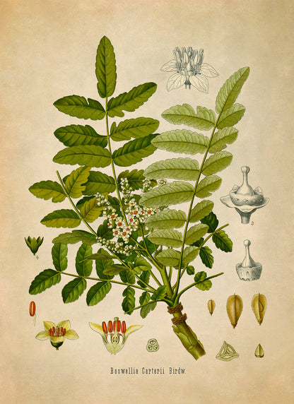 Frankincense Tree Botanical Illustration Print, MOBO148