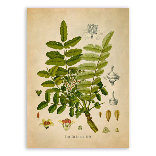 Frankincense Tree Botanical Illustration Print, MOBO148