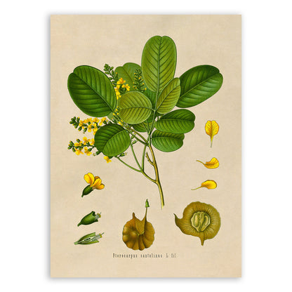 Red Sandalwood Tree Botanical Illustration Print, MOBO149