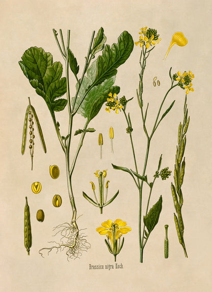 Black Mustard Plant Botanical Illustration Print, MOBO14