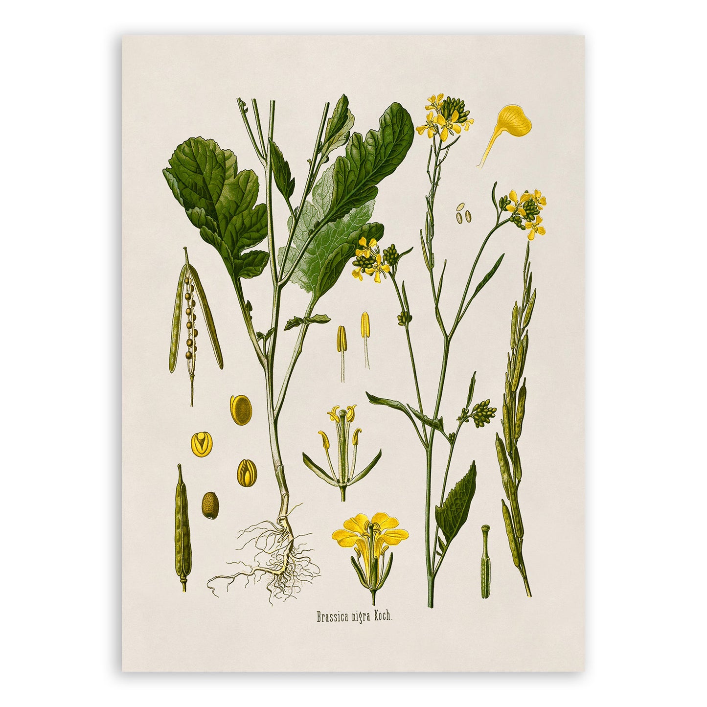 Black Mustard Plant Botanical Illustration Print, MOBO14